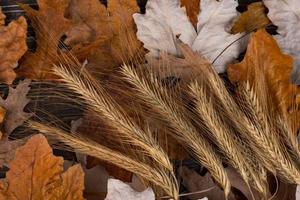 épis de blé secs sur fond de feuilles d'érable sèches. concept d'automne et de récolte. photo