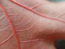 feuilles de plantes colorées après la pluie photo