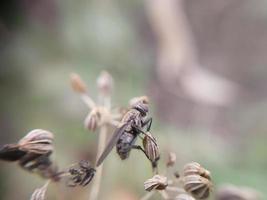 une mouche rampe sur les plantes du jardin photo