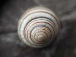 coquille d'escargot terrestre dans le jardin photo