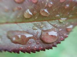 rosée du matin d'automne tombée sur les feuilles des plantes photo