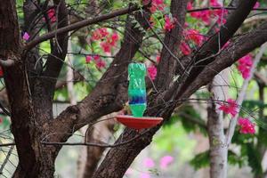 oiseaux pot d'eau potable sur l'arbre. photo