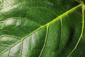 feuille verte d'arbre sauvage. photo