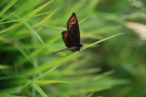 papillon des sourcils dans l'herbe photo