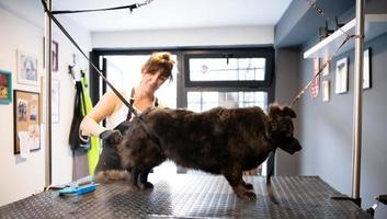 Coiffeuse pour animaux de compagnie femme coupant la fourrure de chien noir mignon photo