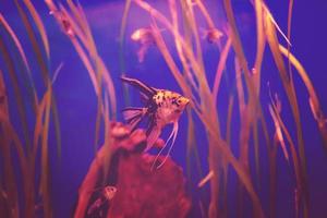 aquarium avec des poissons multicolores photo