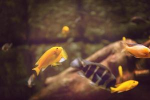 aquarium avec des poissons multicolores photo