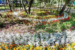 parterre de fleurs rond avec dianthus et plante jacobaea photo