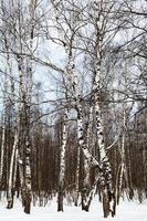 bosquet de bouleaux en forêt en hiver photo