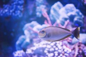 poissons nageant dans un aquarium photo