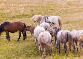 portrait de beaux chevaux sauvages photo