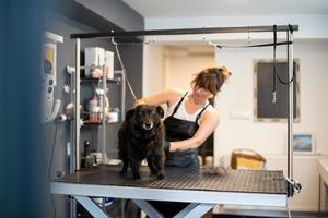 Coiffeuse pour animaux de compagnie femme coupant la fourrure de chien noir mignon photo