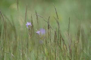 fond d'herbe verte photo