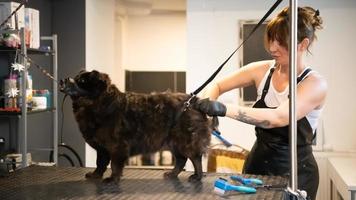 Coiffeuse pour animaux de compagnie femme coupant la fourrure de chien noir mignon photo