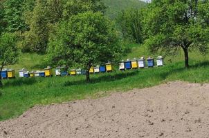 maison d'abeilles au pré photo