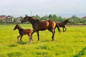 chevaux dans le champ photo