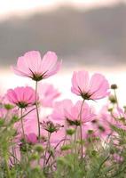 fleurs de cosmos dans le jardin photo