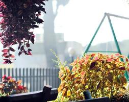 balcon coloré avec des fleurs photo