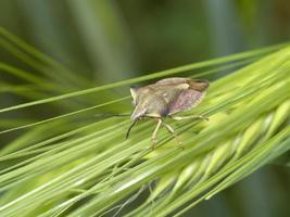 Bug insecte sur épi de champ de blé vert photo