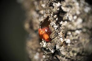 macro de résine d'ambre d'arbre naturel photo