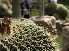 gros plan de cactus photo