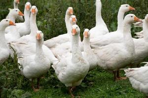 un groupe d'oies domestiques blanches se dresse dans un pré vert et humide. les oiseaux font face à la caméra. photo