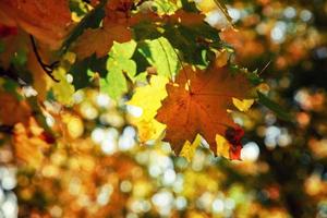 feuilles lumineuses colorées tombant dans le parc automnal. photo