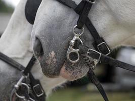 projet de sabot de cheval de travail gros plan photo