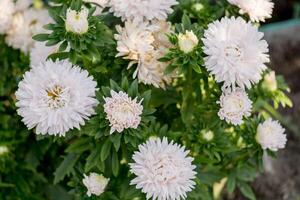 fleurs d'aster blanc photo