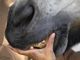 Vétérinaire inspectant le détail de la bouche du cheval photo