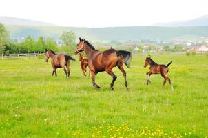 vue sur la nature du cheval photo