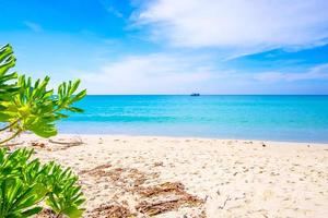 feuilles vertes sur un fond de plage de mer tropicale dans le concept d'été photo