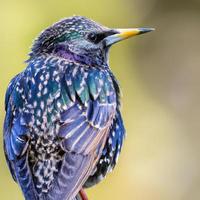 oiseau étourneau, fond bokeh photo premium