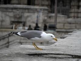 mouette à rome portrait en gros plan photo