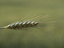 champ d'épis de blé ukraine prêt à être récolté photo