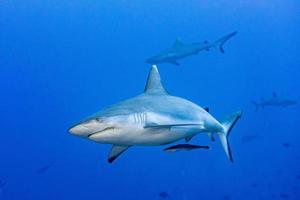 requin gris prêt à attaquer sous l'eau dans le bleu photo