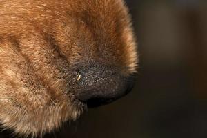 chien nez gros plan macro cocker spaniel photo