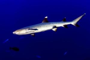 maldives requin à pointe blanche prêt à attaquer sous l'eau photo