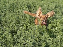 Heureux chien cocker spanel dans le champ d'herbe verte photo