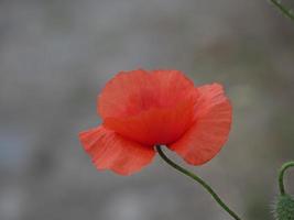 fleur de pavot rouge se bouchent photo