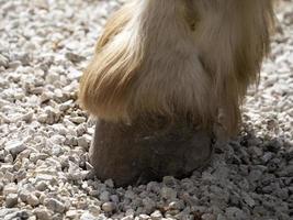 projet de sabot de cheval de travail gros plan photo