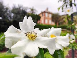 fleur d'églantier blanc et jaune gros plan photo