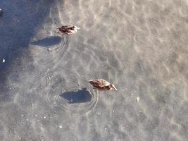 Canard colvert femelle sur l'eau avec ombre photo