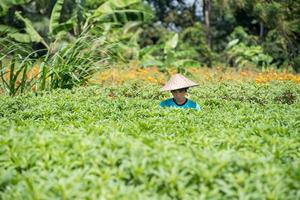 bali, indonésie - 17 août 2016 - les gens cultivent et cultivent des rizières à bali photo