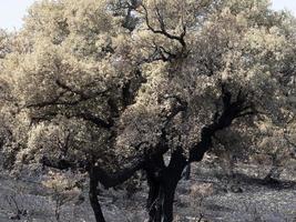 la sardaigne a brûlé des arbres de feu photo