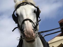 projet de cheval de travail gros plan photo