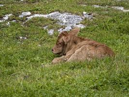 bébé vache qui vient de naître se détendant dans les dolomites photo