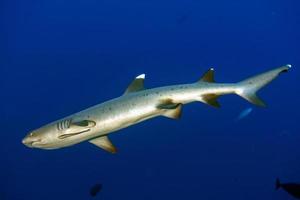 requin à pointe blanche prêt à attaquer sous l'eau photo