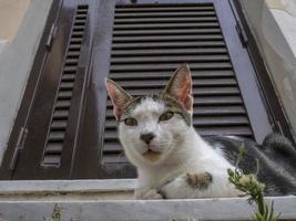 chat à la porte se détendre à rome vous regarde photo