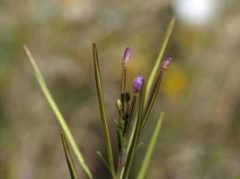 herbe de saule epilobium plantes fleur fermer photo